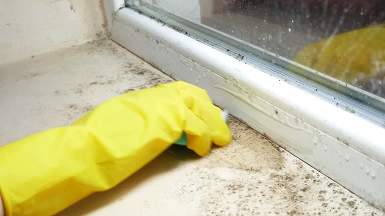 Mold Documentation for Insurance Claims in Andrews, IN